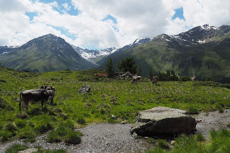 Tiroler Berge mit Kühen